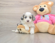 8 week old Aussiechon Puppy For Sale - Simply Southern Pups