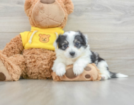 9 week old Aussiechon Puppy For Sale - Simply Southern Pups