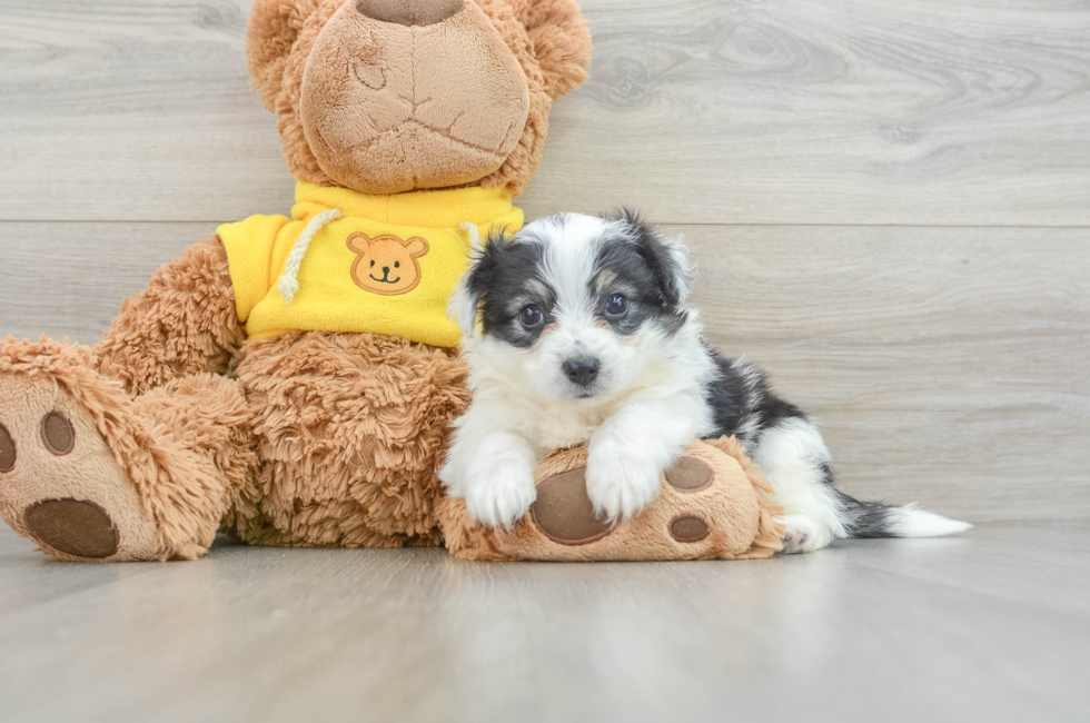 9 week old Aussiechon Puppy For Sale - Simply Southern Pups