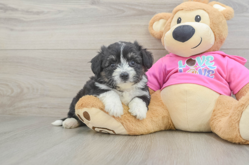 5 week old Aussiechon Puppy For Sale - Simply Southern Pups