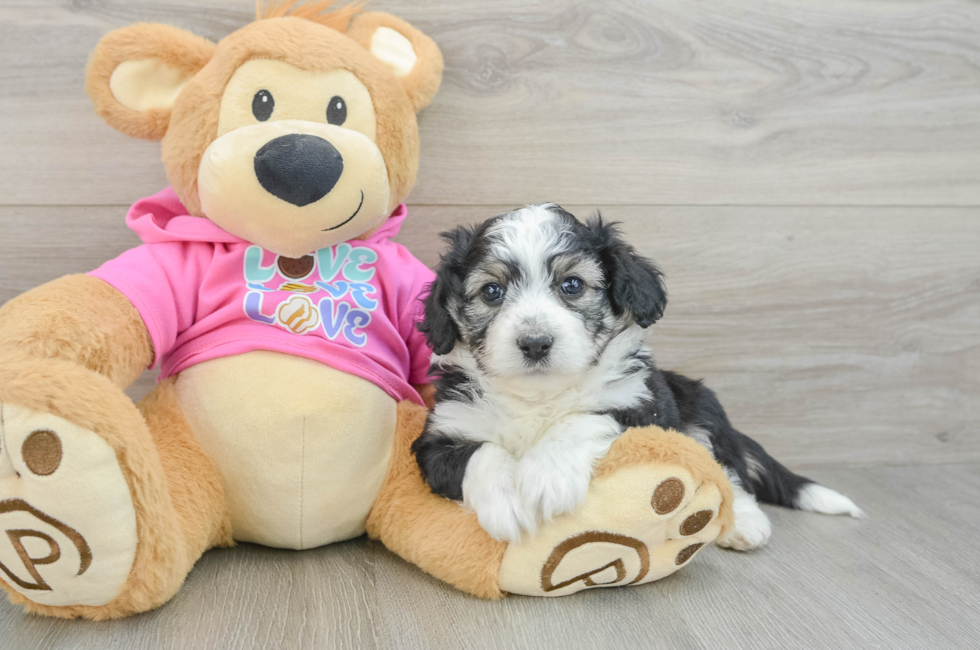 6 week old Aussiechon Puppy For Sale - Simply Southern Pups
