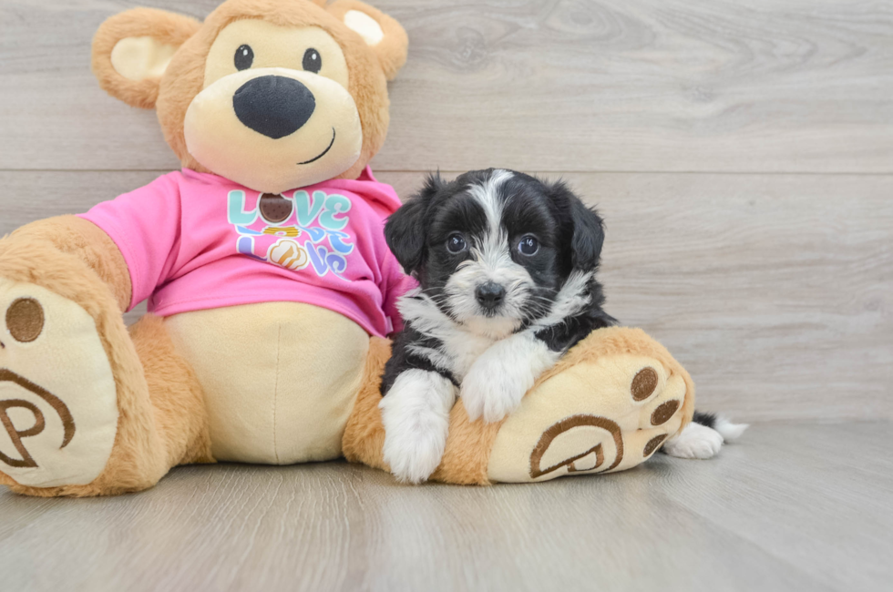 5 week old Aussiechon Puppy For Sale - Simply Southern Pups