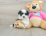 7 week old Aussiechon Puppy For Sale - Simply Southern Pups