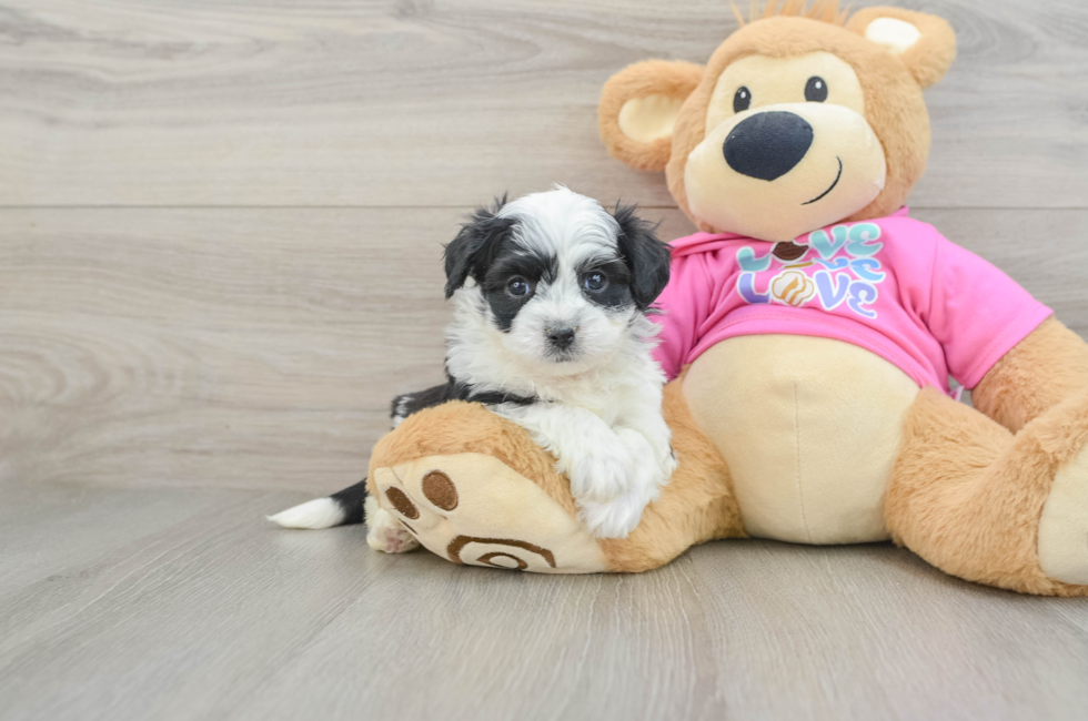 5 week old Aussiechon Puppy For Sale - Simply Southern Pups