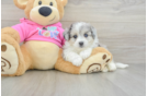 Cute Aussiechon Baby