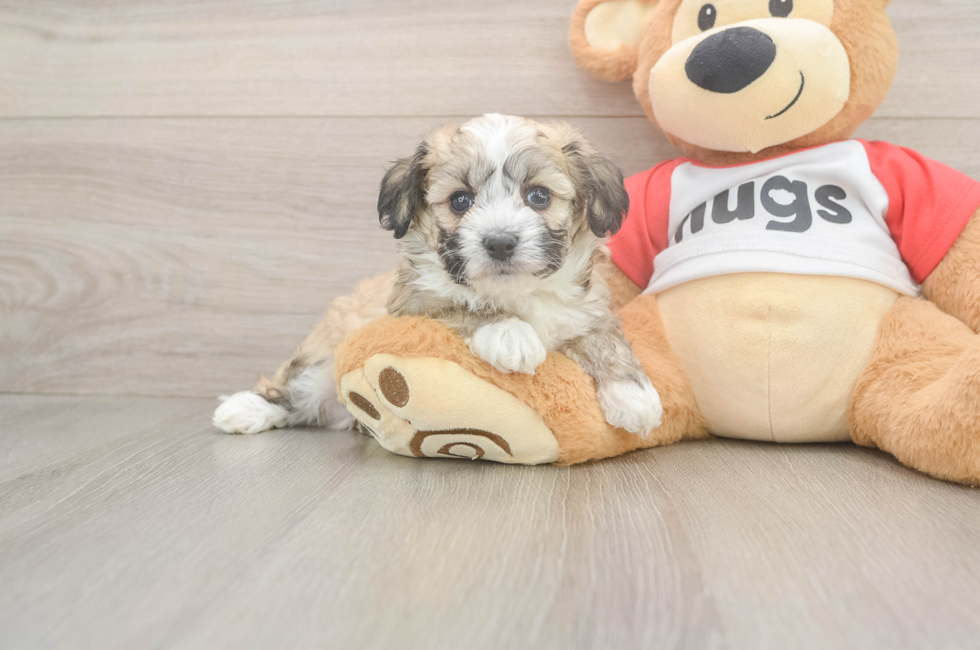5 week old Aussiechon Puppy For Sale - Simply Southern Pups