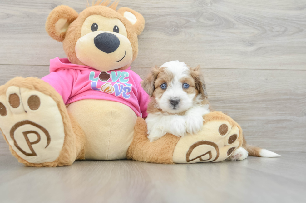 5 week old Aussiechon Puppy For Sale - Simply Southern Pups