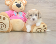 7 week old Aussiechon Puppy For Sale - Simply Southern Pups
