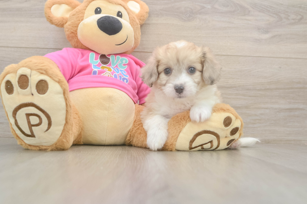 6 week old Aussiechon Puppy For Sale - Simply Southern Pups