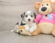 7 week old Aussiechon Puppy For Sale - Simply Southern Pups