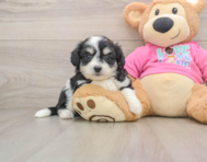 7 week old Aussiechon Puppy For Sale - Simply Southern Pups