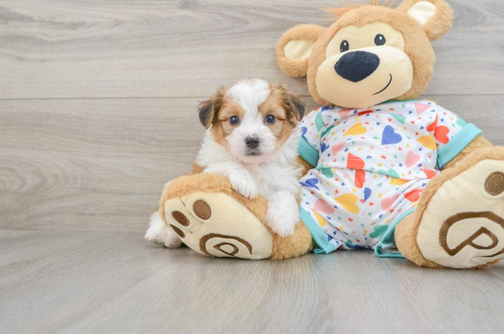 7 week old Aussiechon Puppy For Sale - Simply Southern Pups