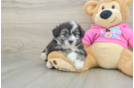 Aussiechon Pup Being Cute