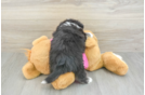 Fluffy Aussiechon Designer Pup