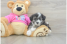 Best Aussiechon Baby