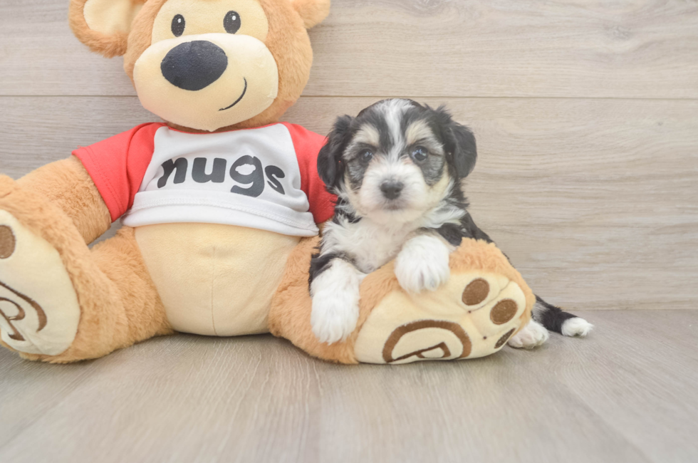 5 week old Aussiechon Puppy For Sale - Simply Southern Pups