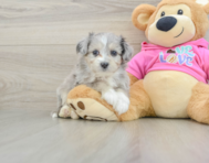 7 week old Aussiechon Puppy For Sale - Simply Southern Pups