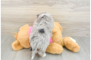 Aussiechon Puppy for Adoption