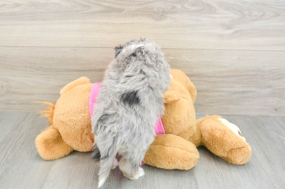 Aussiechon Puppy for Adoption