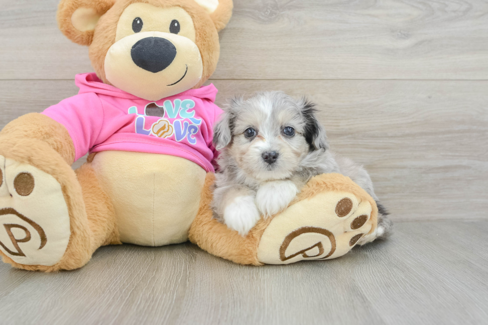 Aussiechon Pup Being Cute