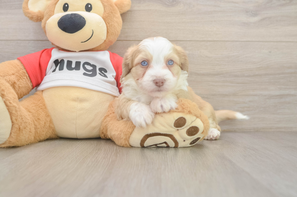 5 week old Aussiechon Puppy For Sale - Simply Southern Pups