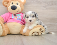 7 week old Aussiechon Puppy For Sale - Simply Southern Pups