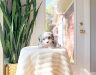 9 week old Aussiechon Puppy For Sale - Simply Southern Pups