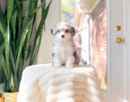 10 week old Aussiechon Puppy For Sale - Simply Southern Pups