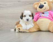 7 week old Aussiechon Puppy For Sale - Simply Southern Pups