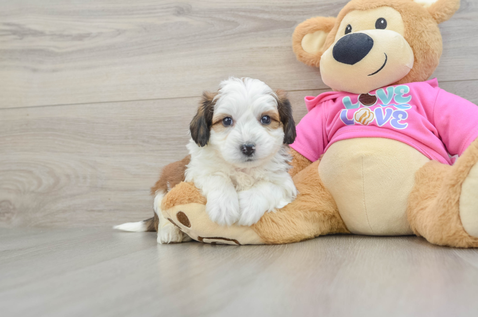5 week old Aussiechon Puppy For Sale - Simply Southern Pups