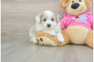 Popular Aussiechon Designer Pup