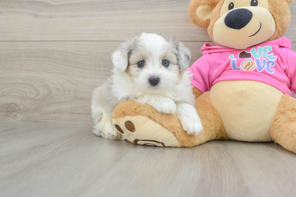 Popular Aussiechon Designer Pup