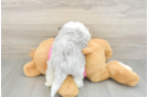 Aussiechon Puppy for Adoption