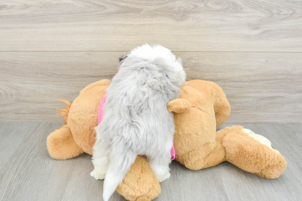 Aussiechon Puppy for Adoption