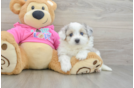 Petite Aussiechon Designer Pup