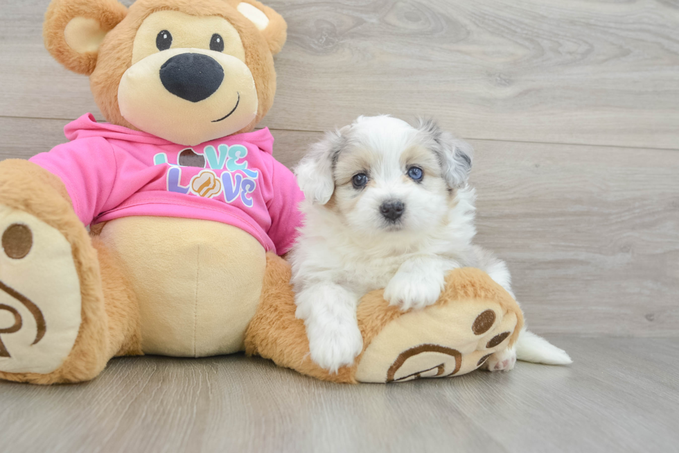 Petite Aussiechon Designer Pup