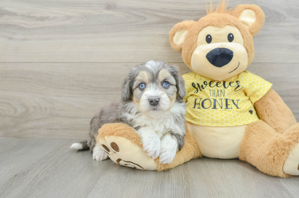 7 week old Aussiechon Puppy For Sale - Simply Southern Pups