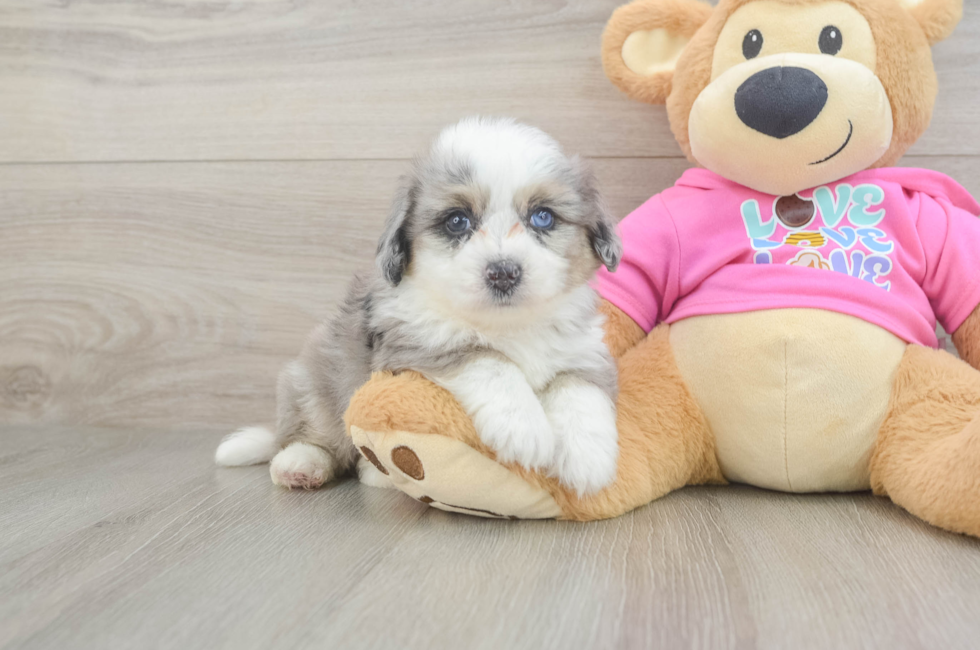 5 week old Aussiechon Puppy For Sale - Simply Southern Pups