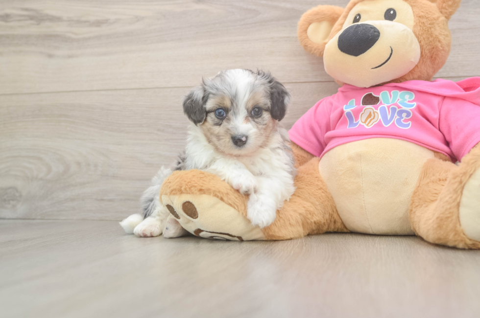 5 week old Aussiechon Puppy For Sale - Simply Southern Pups