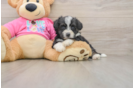 Best Aussiechon Baby