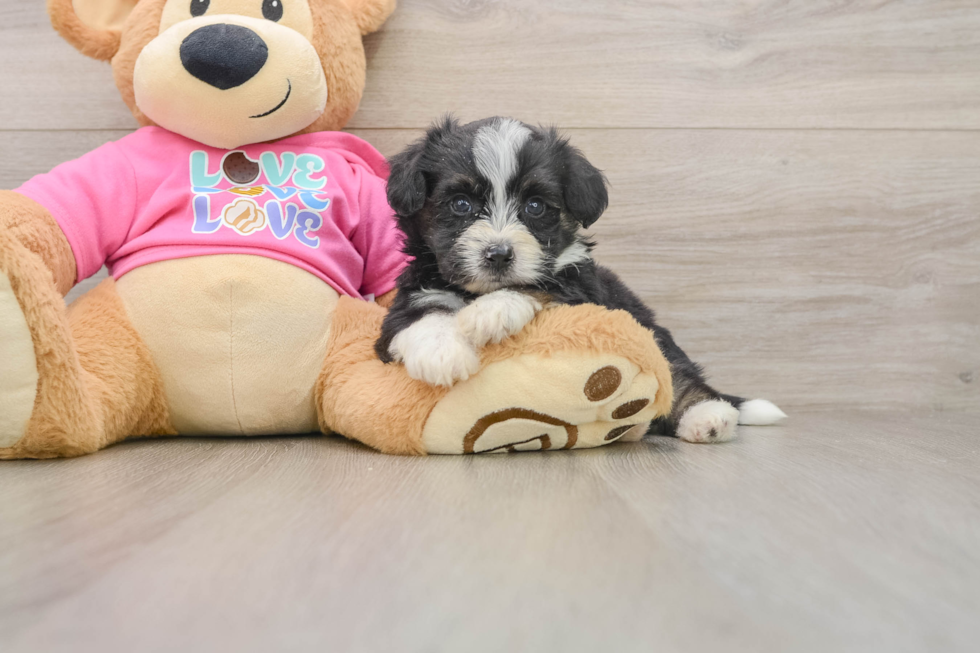 Best Aussiechon Baby