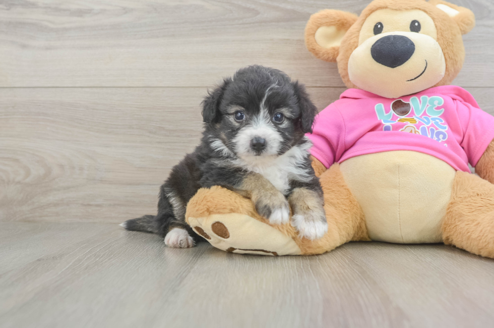 5 week old Aussiechon Puppy For Sale - Simply Southern Pups