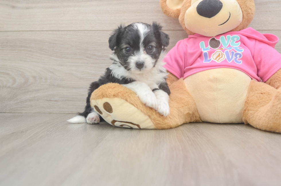 5 week old Aussiechon Puppy For Sale - Simply Southern Pups