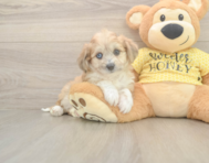 5 week old Aussiechon Puppy For Sale - Simply Southern Pups