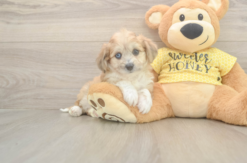 5 week old Aussiechon Puppy For Sale - Simply Southern Pups