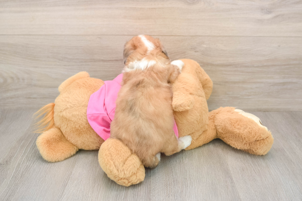 Small Aussiechon Baby