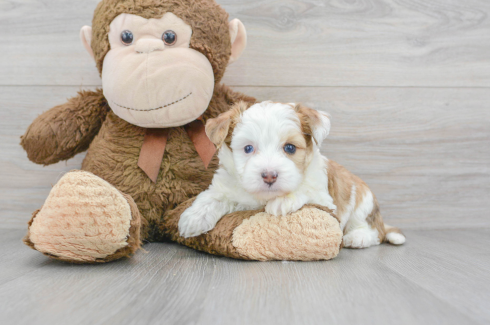 6 week old Aussiechon Puppy For Sale - Simply Southern Pups