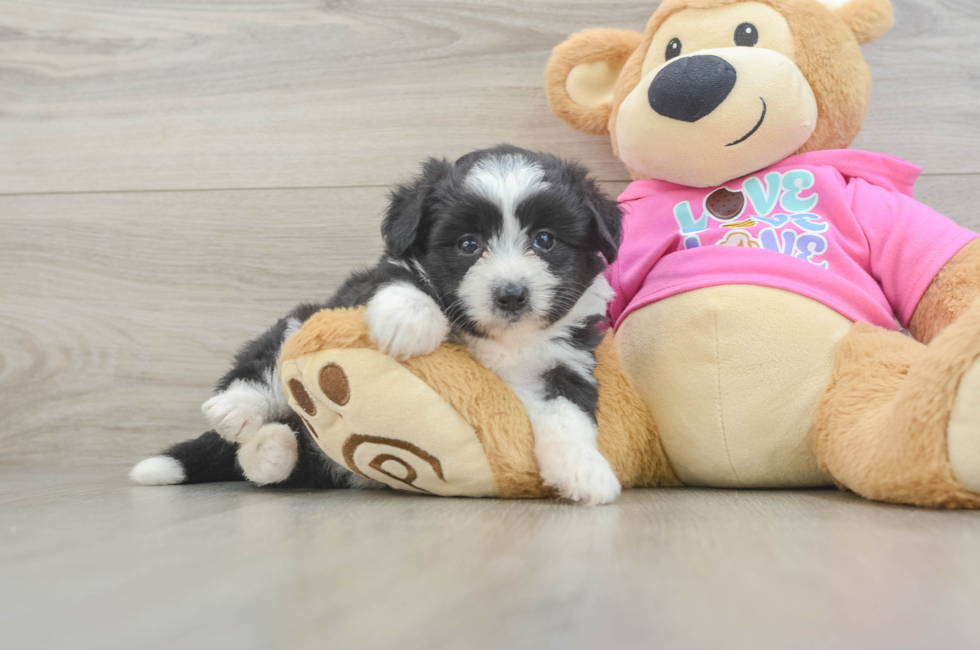 5 week old Aussiechon Puppy For Sale - Simply Southern Pups