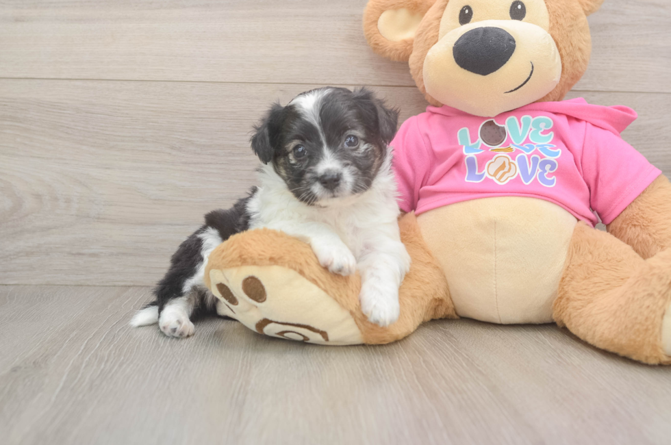 5 week old Aussiechon Puppy For Sale - Simply Southern Pups