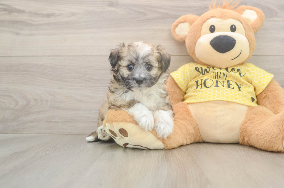 5 week old Aussiechon Puppy For Sale - Simply Southern Pups